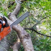 Aspen Tree Expert Co., Inc. gallery
