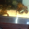 Red Lobster gallery