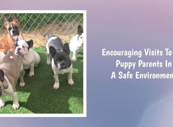 Tralinka French Bulldogs - Muchea, WA. Encouraging Visits To See Puppy Parents In A Safe Environment
