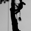 Bear's Insured Tree Service gallery