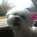 Texas Allbreed Grooming School - Business & Vocational Schools