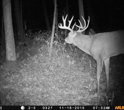 Midwest Whitetail Outfitters LLC - West Burlington, IA