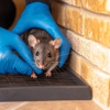 BOGO Pest Control gallery