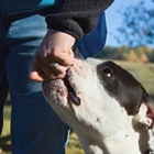 Dog Trainer College