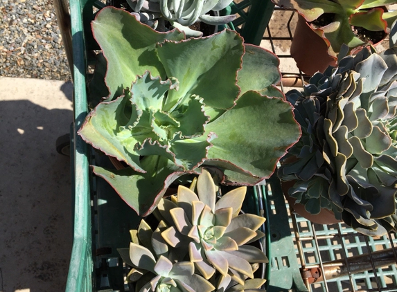 Armstrong Garden Centers - El Cajon, CA