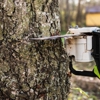 Port Hueneme Tree Services gallery