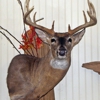 Sportmaster Taxidermy gallery