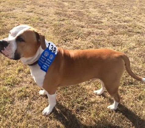 CORNERSTONE BULLDOGS AMERICAN BULLDOG - Cleburne, TX