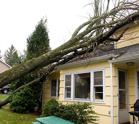 A-1 Ron's Stump & Tree Removal - Springfield, OR