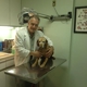 Throgs Neck Animal Hospital