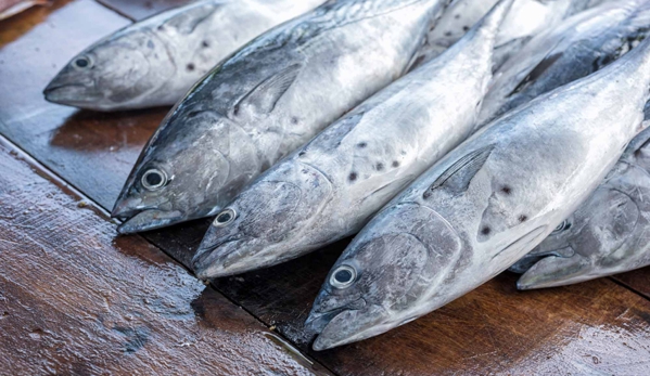Seaford Bait Pty Ltd - Dandenong, VIC