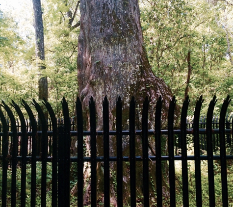Big Tree Park - Longwood, FL