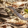 Proteck Wildlife Solutions gallery