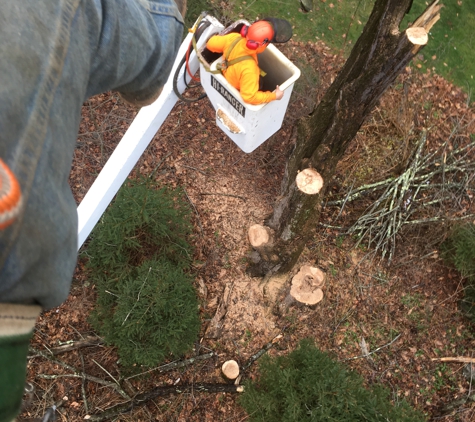 A & A Tree Service - New Milford, CT