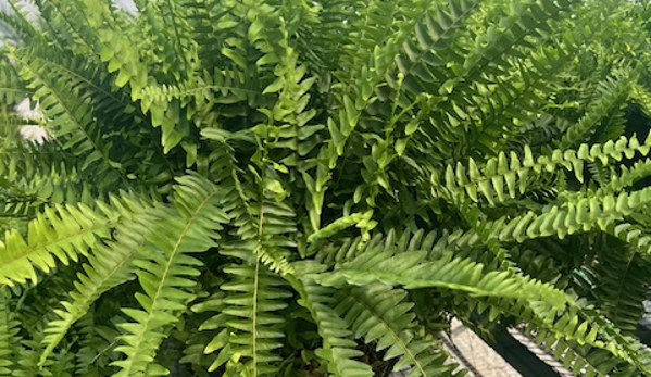 Blanchard’s Blossoms and Garden Center - Mason City, IA