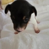 Kitsune Toy Fox Terriers gallery