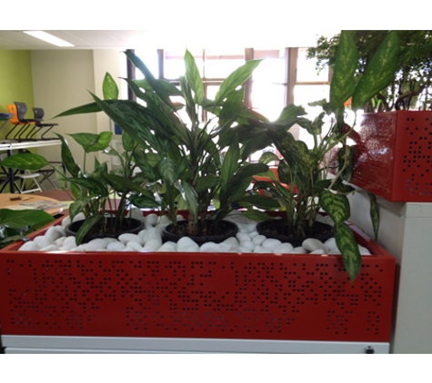 Darwin Indoor Plant Hire - Johnston, NT