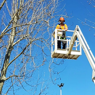 Tree Solutions - Rainbow Flat, NSW. Our Rates Are Very Affordable & Competitive