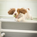 Happy Hound Dog Resorts - Pet Services
