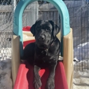 Playtime Pet Resort - Pet Services