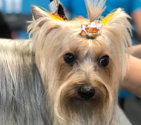 Sirius Pet Styling - Las Vegas, NV. Thank you Rain for coming in to see us at Sirius Pet Styling for all your Dog Grooming needs!