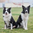 Animal Care Center - Veterinary Clinics & Hospitals