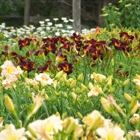 Hillbilly Daylilies