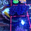 Creation Reef Aquatics gallery