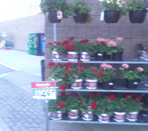 WalMart - Louisville, KY. Cant beat 5 bucks for nice Geraniums.