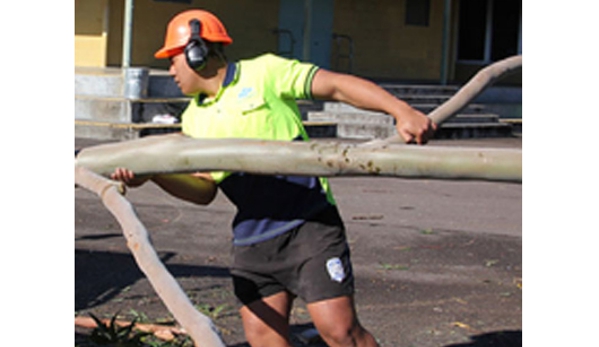 Above All Tree Services - Engadine, NSW