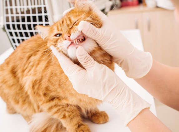 Bald Hills Veterinary Surgery - Bald Hills, QLD