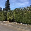 Mike's Affordable Tree Service gallery