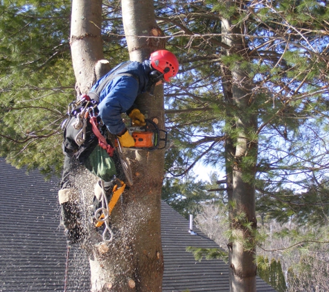 Forest Tree Service - Warr Acres, OK