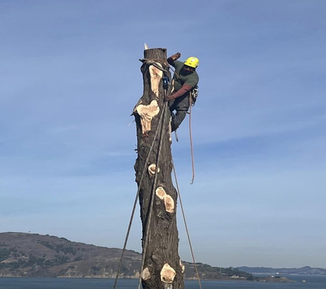 Buena Vista Tree Service - Livermore, CA