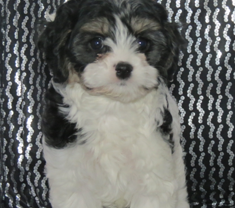 Cavachons from The Monarchy - Holland, MA