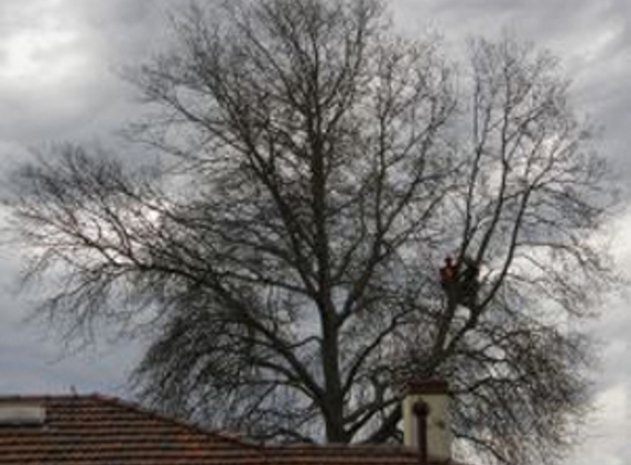 Tree Limits - Bairnsdale, VIC