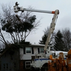 Chip's Tree & Landscape