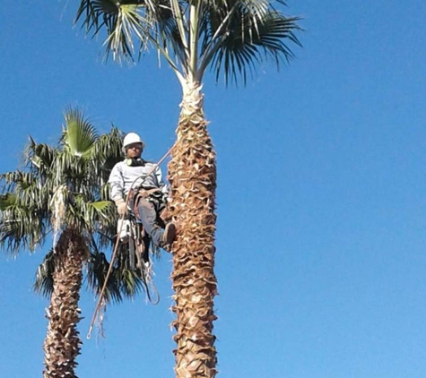 Five Star Tree Service