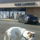 Bark Avenue Rocklin