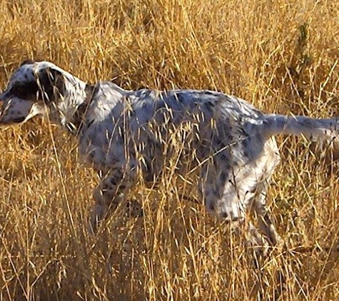 Dogs of the Feather - Fairfield, CA