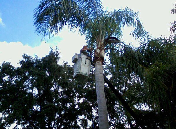 Creeds Tree Service - Orlando, FL
