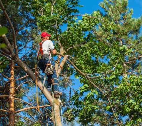 Lexington Tree Cutting & Trimming Services - Lexington, KY. Tree Pruning Service