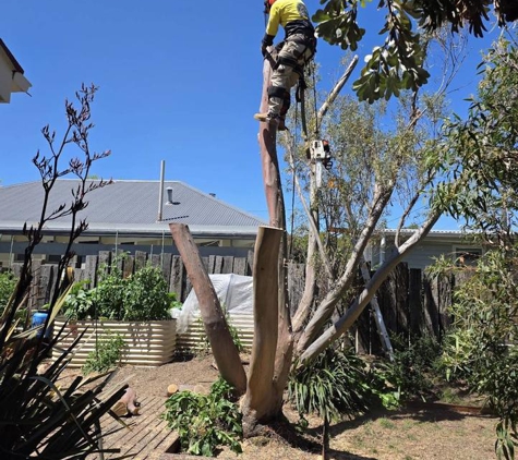 Arborista Trees - Harrison, ACT