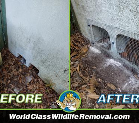 World Class Wildlife Removal & Rodent Remediation - Holiday, FL