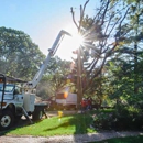 Jackson Tree  Service - Arborists