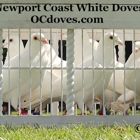 Los Angeles White Dove Release