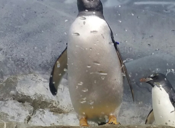 Tennessee Aquarium. Penguin exhibition. He is showing off.