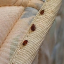 Phoenix Bed Bug Expert - Pest Control Services