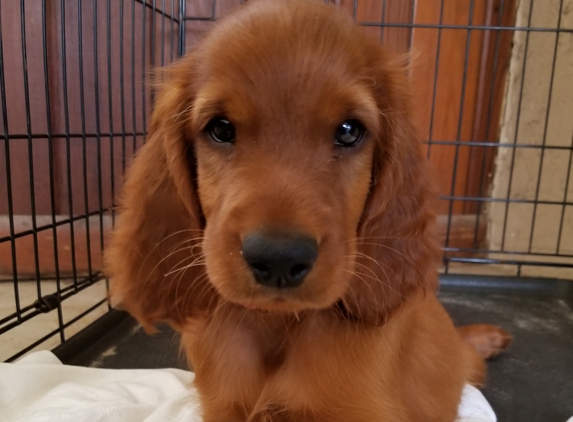 Jody Bruce Irish Setters - Brooksville, FL