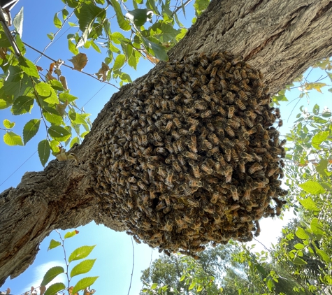 Bee Removal Pros - Murrieta, CA